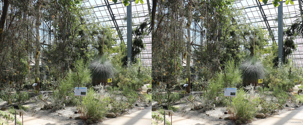 オーストラリアの乾燥地の植物 1 筑波実験植物園 サバンナ温室 発想法 情報処理と問題解決