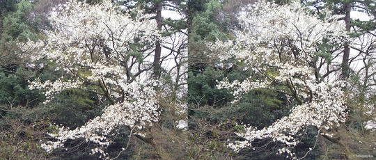 DSCF0570ab