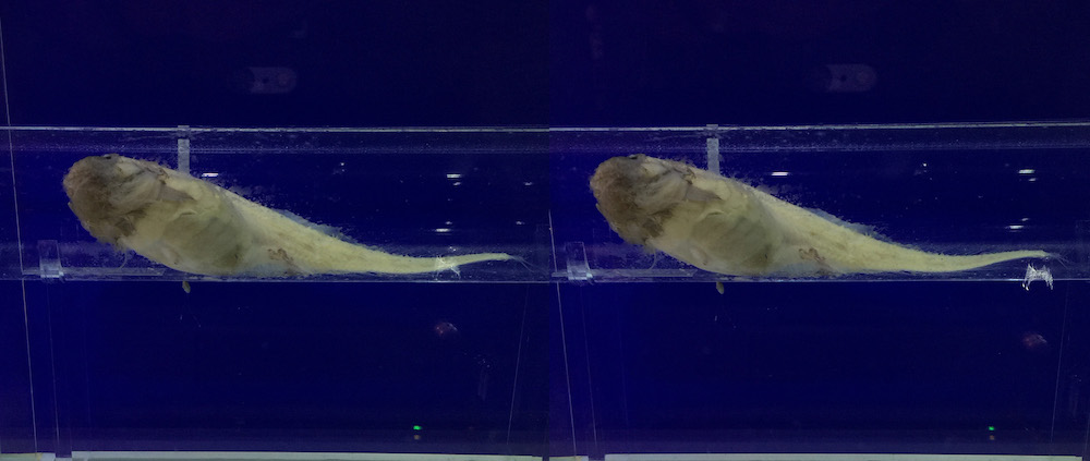 超深海 極限の生物 特別展 深海 17 国立科学博物館 2 発想法 情報処理と問題解決