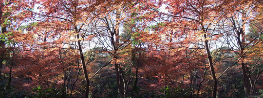DSCF4338ba