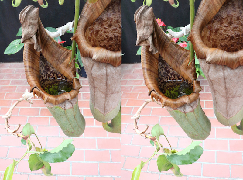 魅惑の落とし穴 食虫植物 手柄山温室植物園 1 発想法 情報処理と問題解決