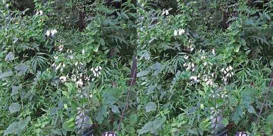 DSCF6019ab