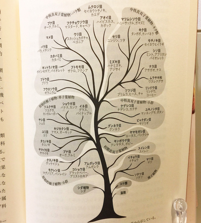 フラクタルに気がつく キューガーデンの植物誌 発想法 情報処理と問題解決
