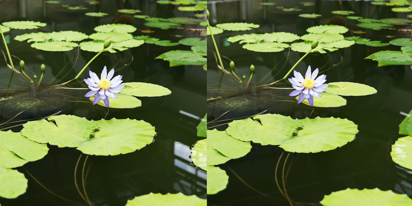 3d 神代植物公園 大温室 熱帯スイレン室 発想法 情報処理と問題解決