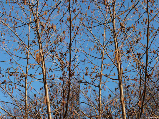 IMG_4763_62