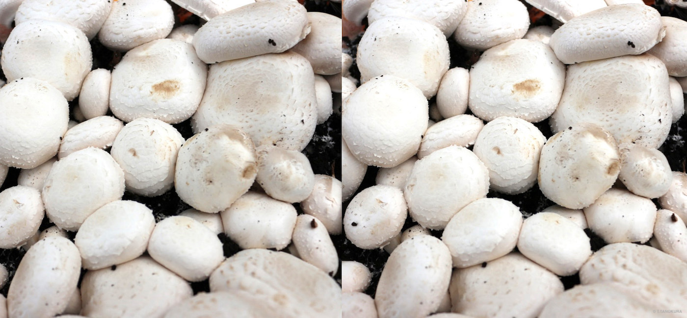 食用きのこ きのこ展 筑波実験植物園 2 発想法 情報処理と問題解決