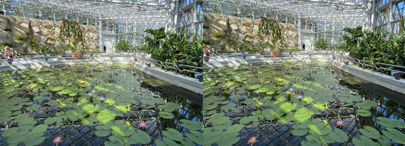 3d 神代植物公園 大温室 熱帯スイレン室 発想法 情報処理と問題解決 3d 神代植物公園 大温室 熱帯スイレン室 発想法 情報処理と問題解決