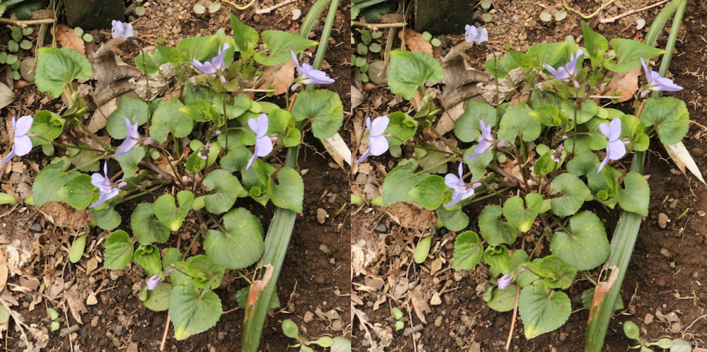 視野を活性化する 自然教育園 21 発想法 情報処理と問題解決