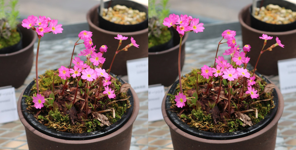 ヒマラヤの高山植物 企画展 高山植物 筑波実験植物園 発想法 情報処理と問題解決