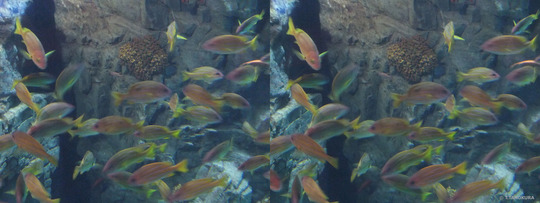DSCF2396ba