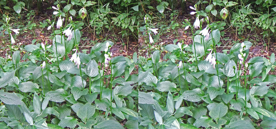 DSCF5967ab