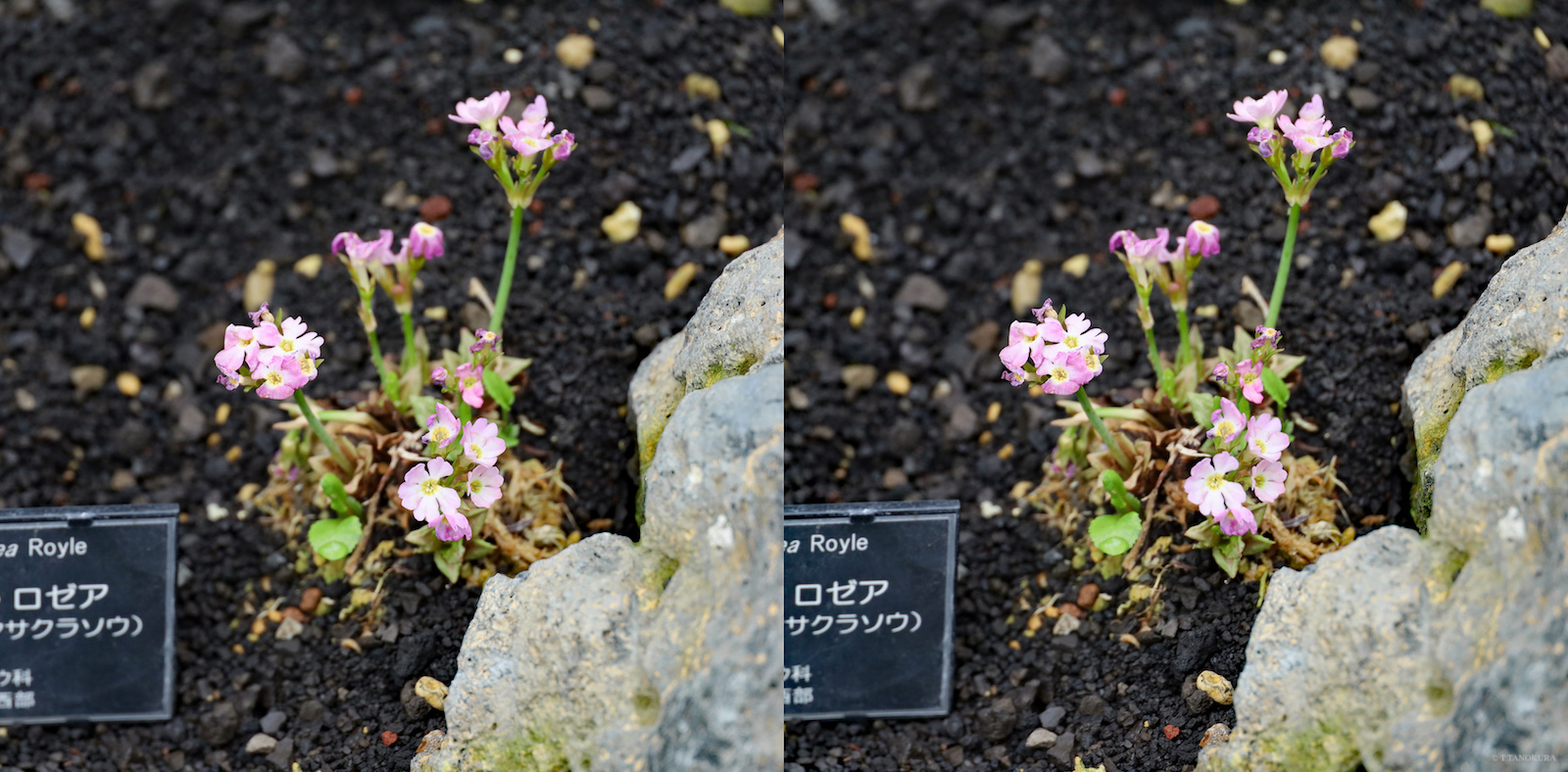 3d 咲くやこの花館 4 高山植物室 発想法 情報処理と問題解決