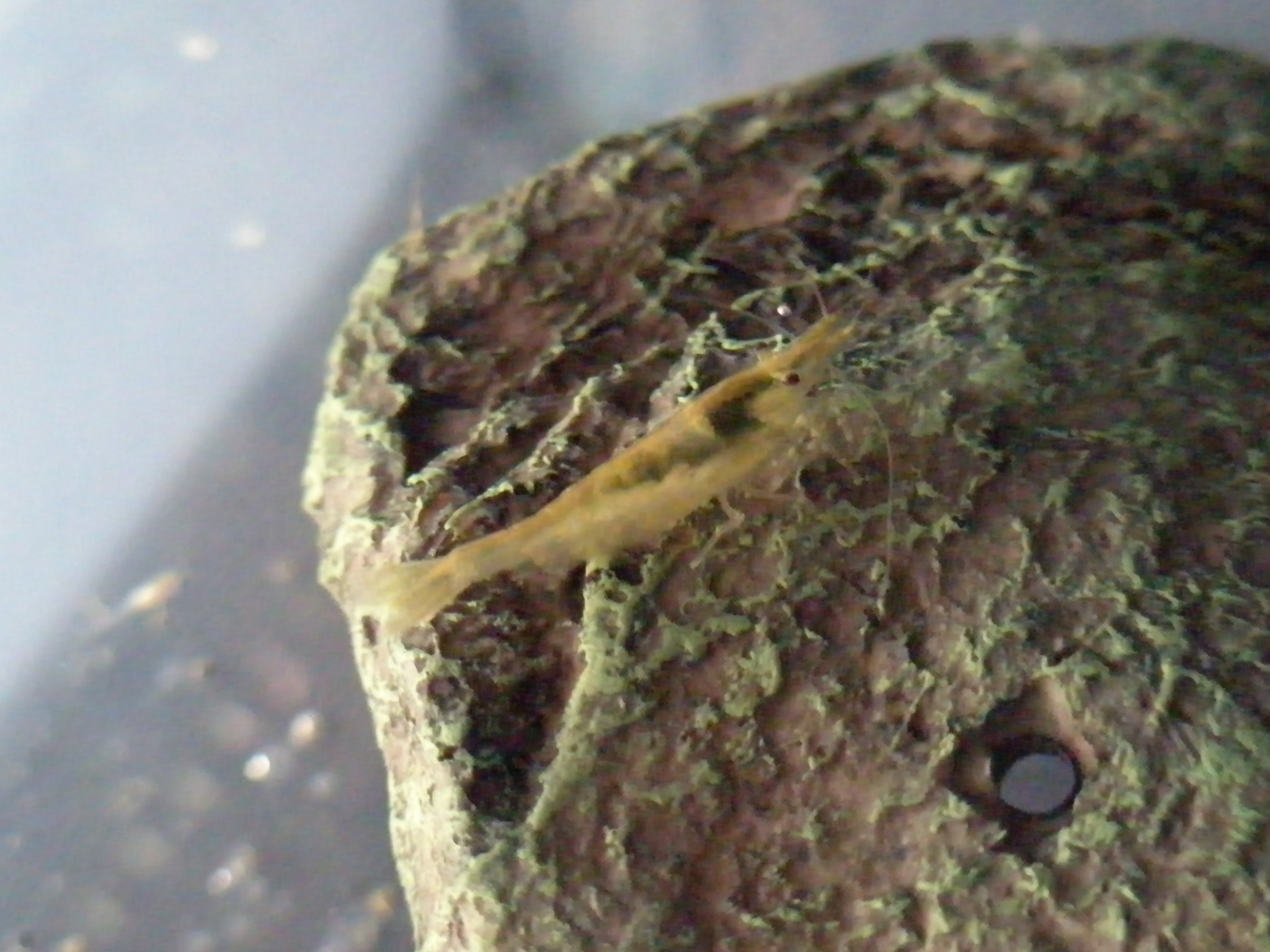 金魚とタニシの子供が大きくなってます 楽ブログ