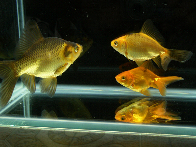 金魚の稚魚の色変わり 浮き草の移動 出目金の超アップ画像 楽ブログ