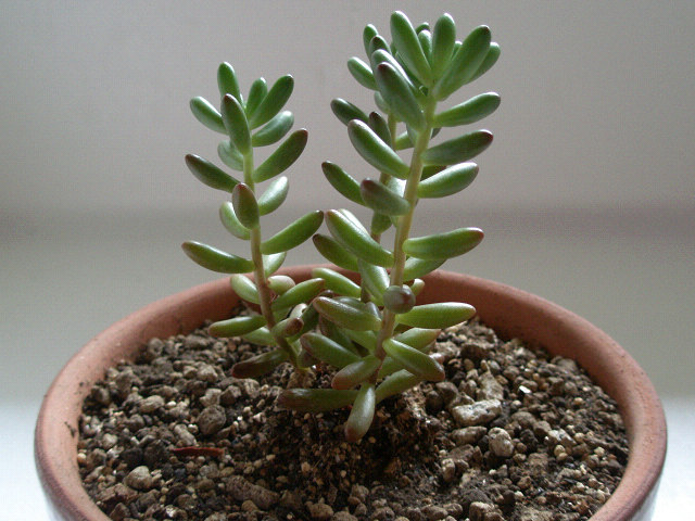 多肉植物を買ってみた 楽ブログ