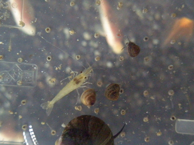 タニシ5mm 金魚の稚魚1cm 楽ブログ タニシ5mm 金魚の稚魚1cm 楽ブログ