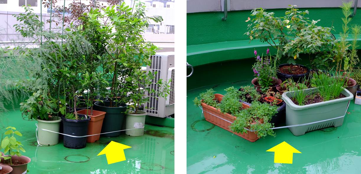 屋上菜園の強風対策 プランター菜園をやってみよう 会社の屋上 で 収穫を目指す 会社員の熱き戦い