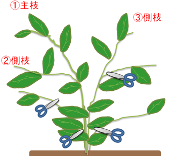 指摘2 ピーマンの整枝 プランター菜園をやってみよう 会社の屋上 で 収穫を目指す 会社員の熱き戦い