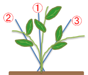 指摘2 ピーマンの整枝 プランター菜園をやってみよう 会社の屋上 で 収穫を目指す 会社員の熱き戦い