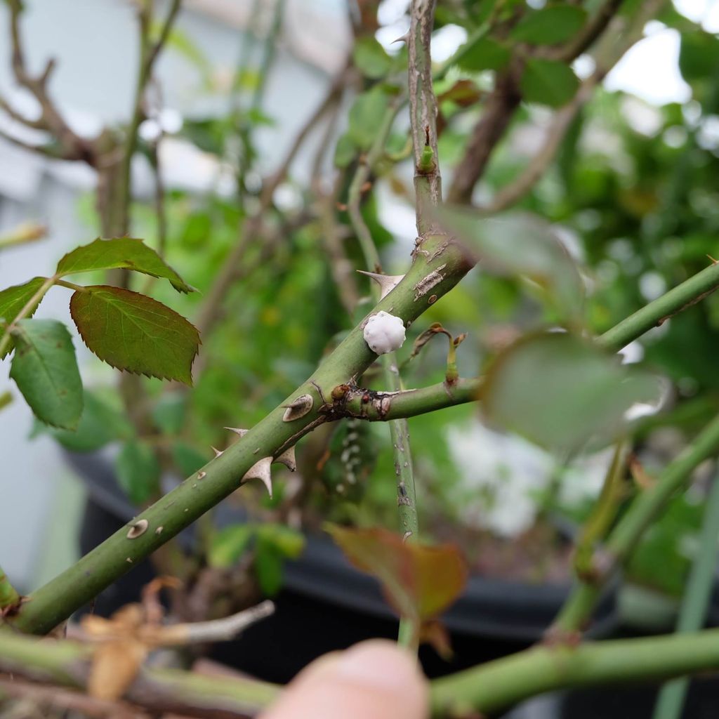 果樹の害虫対策 バラの花がら摘み プランター菜園をやってみよう 会社の屋上 で 収穫を目指す 会社員の熱き戦い