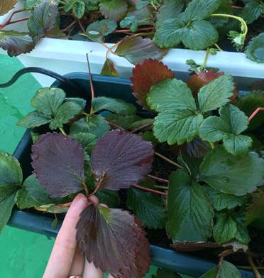 バラの開花とイチゴの葉の変色 プランター菜園をやってみよう 会社の屋上 で 収穫を目指す 会社員の熱き戦い