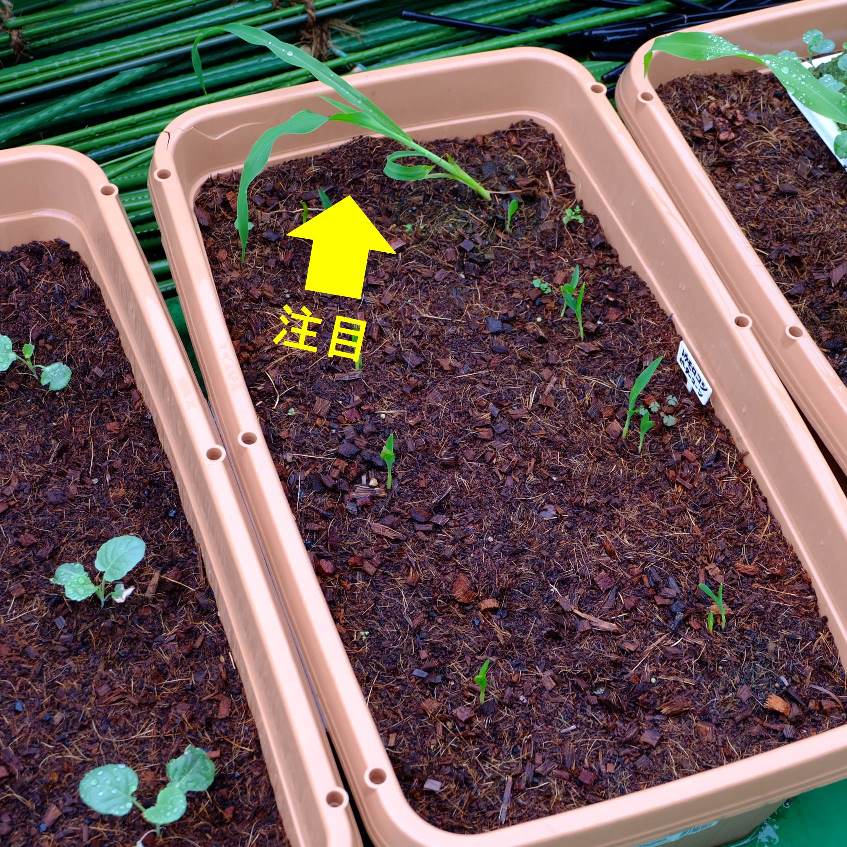 屋上菜園の強風対策 プランター菜園をやってみよう 会社の屋上 で 収穫を目指す 会社員の熱き戦い