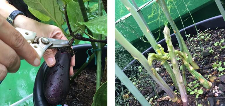 トウモロコシをヤングコーンの状態で収穫 プランター菜園をやってみよう 会社の屋上 で 収穫を目指す 会社員の熱き戦い