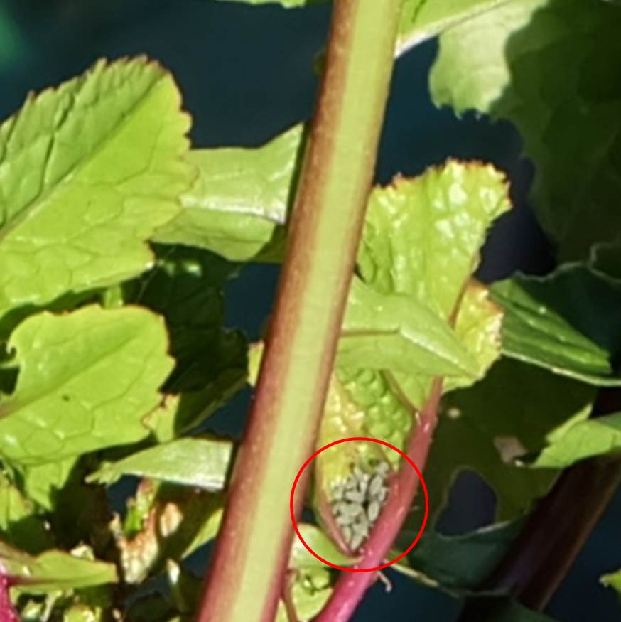 皮が黒い 黒長大根 の収穫と なます作り プランター菜園をやってみよう 会社の屋上 で 収穫を目指す 会社員の熱き戦い