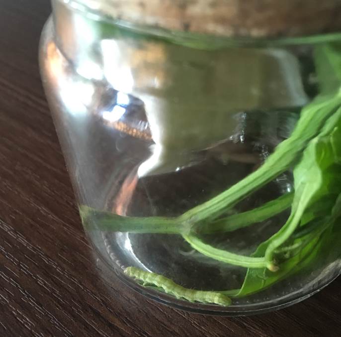 ピーマンの葉を食べる虫の正体は プランター菜園をやってみよう 会社の屋上 で 収穫を目指す 会社員の熱き戦い ピーマンの葉を食べる虫の正体は プランター菜園をやってみよう 会社の屋上 で 収穫を目指す 会社員の熱き戦い