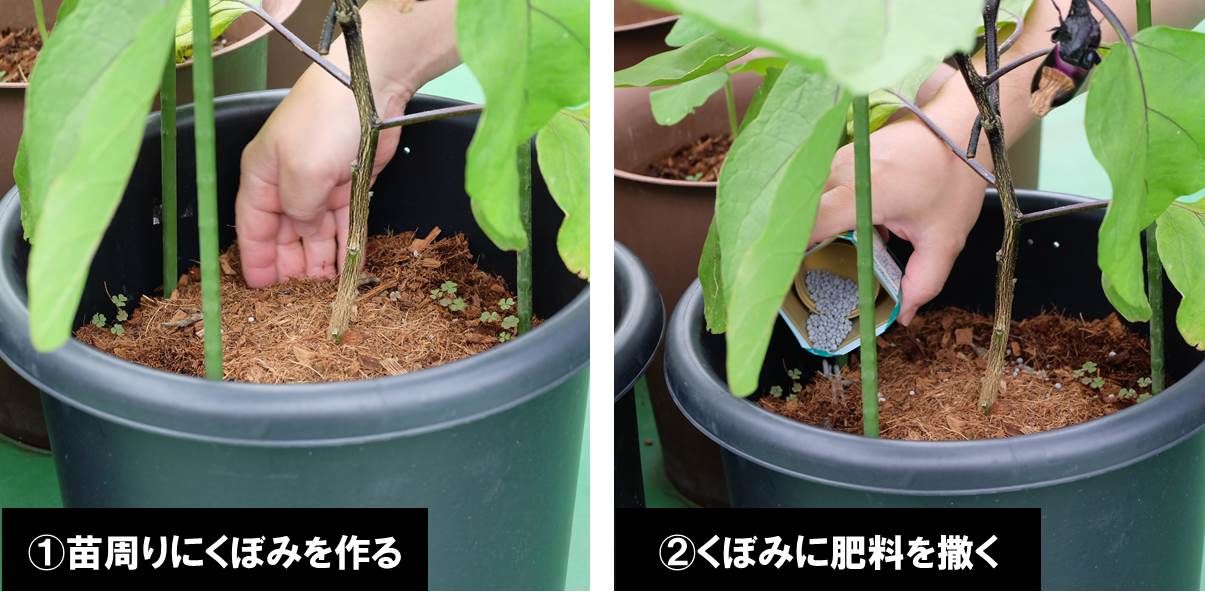 枝豆の支柱立て みかんの摘果 プランター菜園をやってみよう 会社の屋上 で 収穫を目指す 会社員の熱き戦い