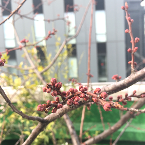 桜の蕾