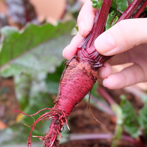 収穫したデトロイト ダークレッド ビーツ でボルシチ作り プランター菜園をやってみよう 会社の屋上 で 収穫を目指す 会社員の熱き戦い
