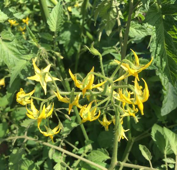 ミニトマトの追肥のタイミングはいつ プランター菜園をやってみよう 会社の屋上 で 収穫を目指す 会社員の熱き戦い