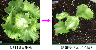 レタスにハモグリバエ侵入 プランター菜園をやってみよう 会社の屋上 で 収穫を目指す 会社員の熱き戦い レタスにハモグリバエ侵入 プランター菜園をやってみよう 会社の屋上 で 収穫を目指す 会社員の熱き戦い