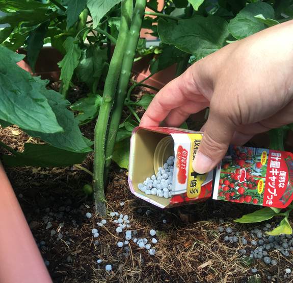 ミニトマトの追肥のタイミングはいつ プランター菜園をやってみよう 会社の屋上 で 収穫を目指す 会社員の熱き戦い ミニトマトの追肥のタイミングはいつ プランター菜園をやってみよう 会社の屋上 で 収穫を目指す 会社員の熱き戦い