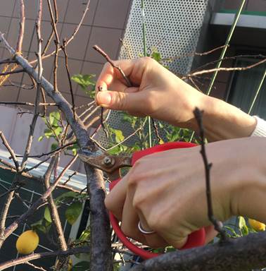 プラムの木の剪定と防鳥ネット プランター菜園をやってみよう 会社の屋上 で 収穫を目指す 会社員の熱き戦い