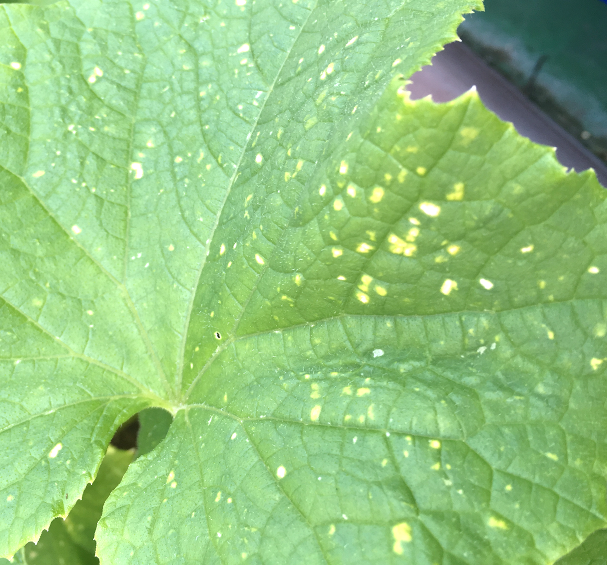 キュウリの葉にできた斑点の原因は 病気 害虫 プランター菜園をやってみよう 会社の屋上 で 収穫を目指す 会社員の熱き戦い