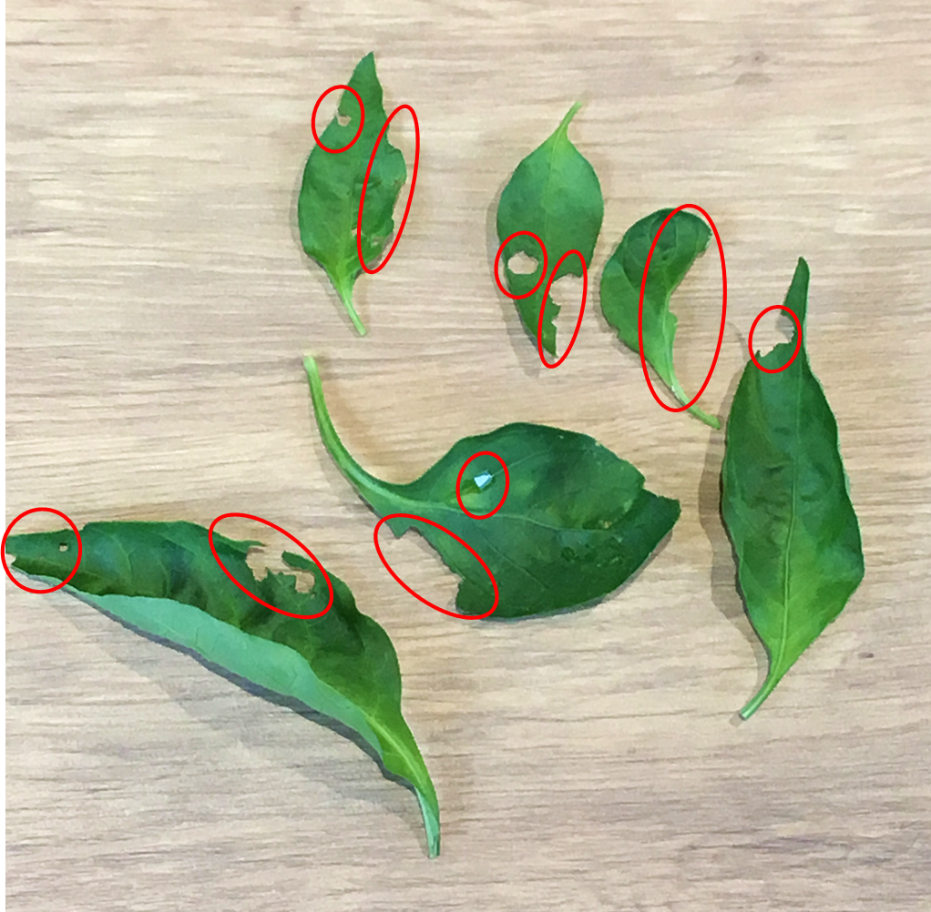 ピーマンの葉を食べる虫の正体は プランター菜園をやってみよう 会社の屋上 で 収穫を目指す 会社員の熱き戦い