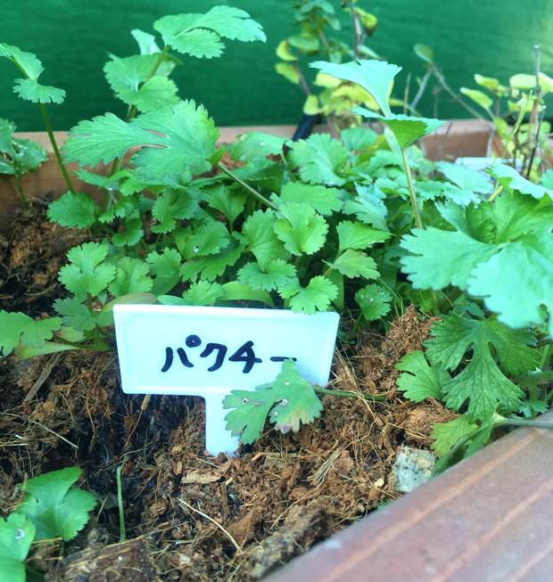 美味しいパクチーの収穫と バインミー の作り方 プランター菜園をやってみよう 会社の屋上 で 収穫を目指す 会社員の熱き戦い