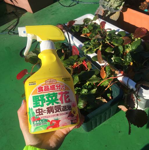 イチゴの受粉とアブラムシ退治 不知火みかんの収穫 プランター菜園をやってみよう 会社の屋上 で 収穫を目指す 会社員の熱き戦い