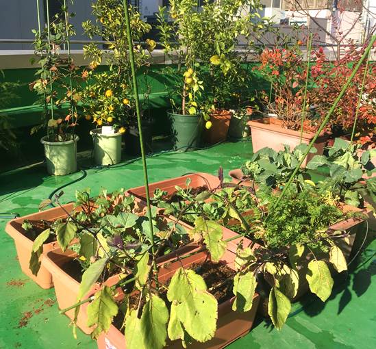 野菜 花 果樹 観葉植物 すべてに使える液肥を散布 プランター菜園をやってみよう 会社の屋上 で 収穫を目指す 会社員の熱き戦い
