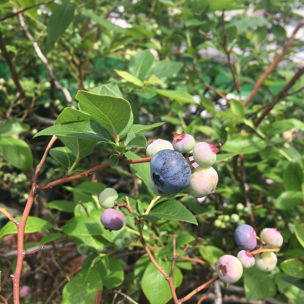 ブルーベリーの収獲タイミングはいつ プランター菜園をやってみよう 会社の屋上 で 収穫を目指す 会社員の熱き戦い ブルーベリーの収獲タイミングはいつ プランター菜園をやってみよう 会社の屋上 で 収穫を目指す 会社員の熱き戦い