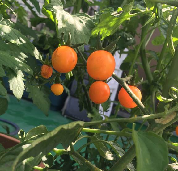 ミニトマトの追肥のタイミングはいつ プランター菜園をやってみよう 会社の屋上 で 収穫を目指す 会社員の熱き戦い ミニトマトの追肥のタイミングはいつ プランター菜園をやってみよう 会社の屋上 で 収穫を目指す 会社員の熱き戦い