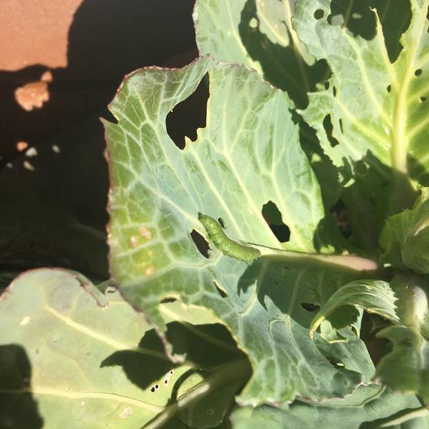 天然系の殺虫殺菌剤で キャベツのアオムシ退治 プランター菜園をやってみよう 会社の屋上 で 収穫を目指す 会社員の熱き戦い