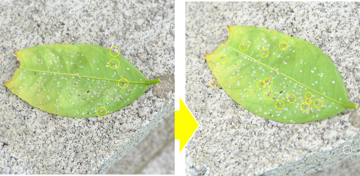 イメージカタログ ユニーク トマト 赤い 虫 イメージカタログ ユニーク トマト 赤い 虫