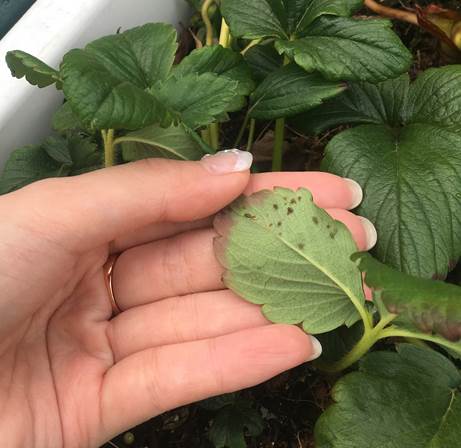 やさお酢 をイチゴに散布し 予防効果を実感 プランター菜園をやってみよう 会社の屋上 で 収穫を目指す 会社員の熱き戦い