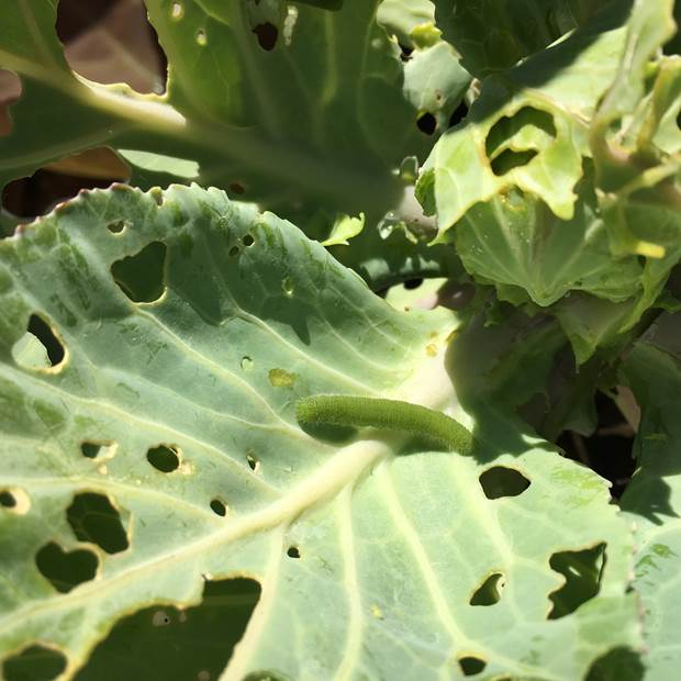 天然系の殺虫殺菌剤で キャベツのアオムシ退治 プランター菜園をやってみよう 会社の屋上 で 収穫を目指す 会社員の熱き戦い