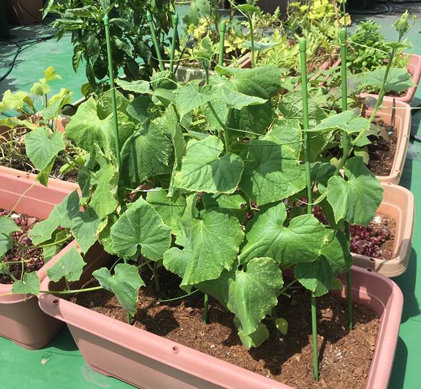 春の植え付けの適期からずれてもキュウリは育つ プランター菜園をやってみよう 会社の屋上 で 収穫を目指す 会社員の熱き戦い 春の植え付けの適期からずれてもキュウリは育つ プランター菜園をやってみよう 会社の屋上 で 収穫を目指す 会社員の熱き戦い