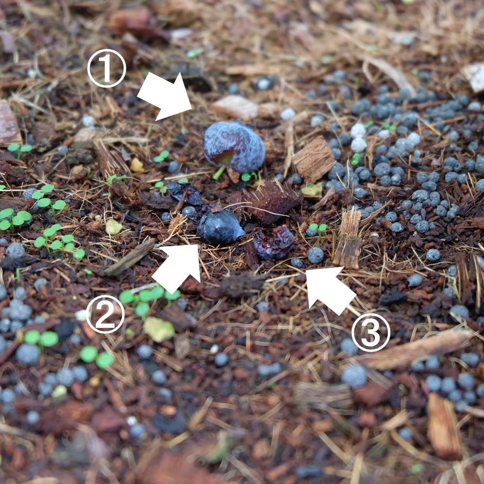 ブルーベリーの収穫 トウモロコシの発芽 プランター菜園をやってみよう 会社の屋上 で 収穫を目指す 会社員の熱き戦い