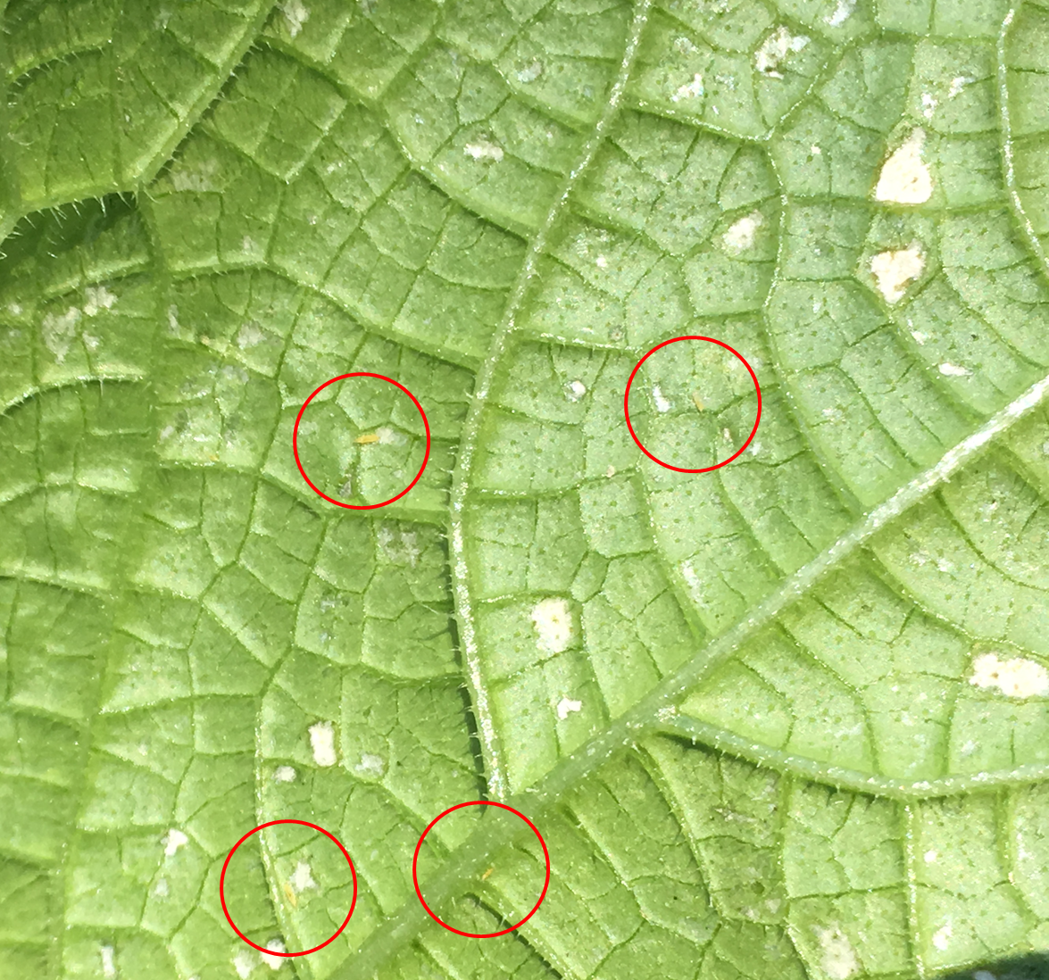 キュウリの葉にできた斑点の原因は 病気 害虫 プランター菜園をやってみよう 会社の屋上 で 収穫を目指す 会社員の熱き戦い